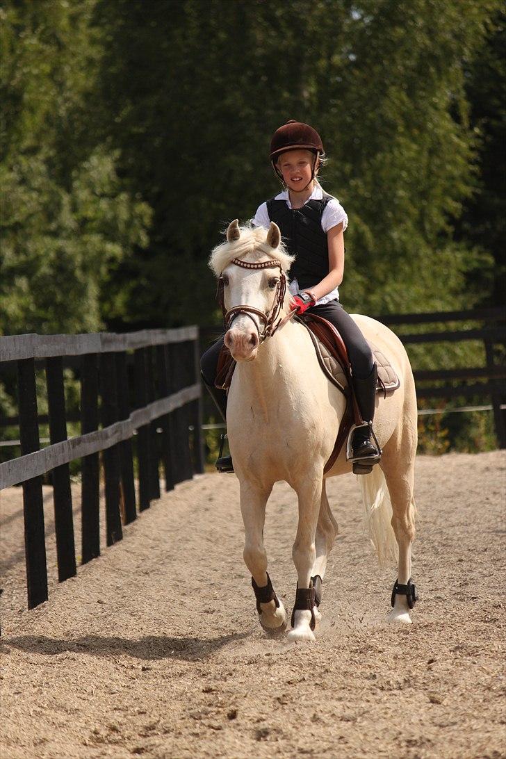 Welsh Pony af Cob-type (sec C) Rosengårdens Nakuma *B-pony* billede 14