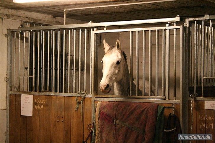Anden særlig race Amigo - Taget af Luna <3  billede 16