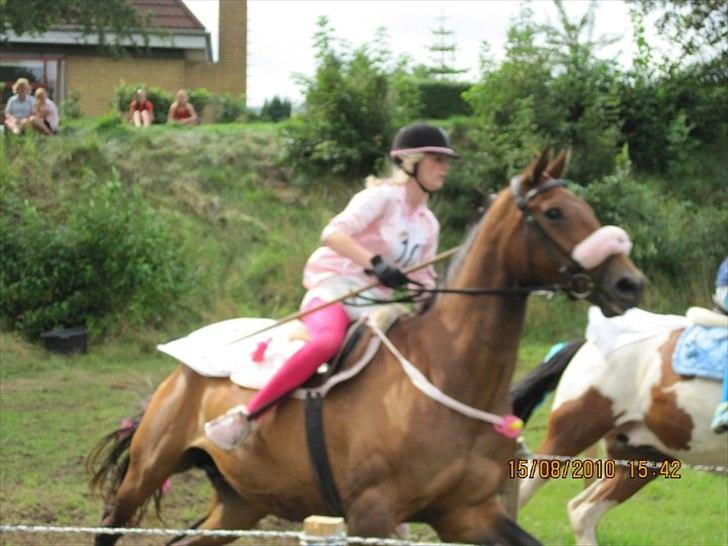 Dansk Varmblod Ran Frydenlund - Ringridning 2010 billede 6