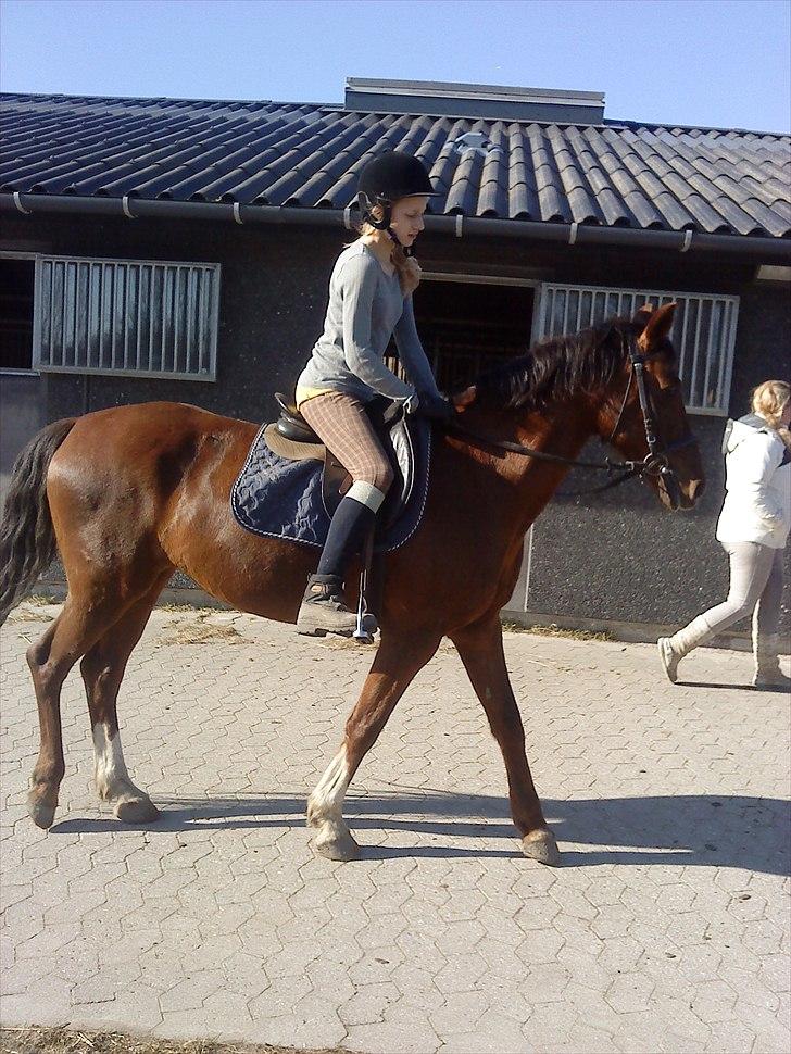 Anden særlig race                 Candy   HVR [Tidl. passer] billede 9