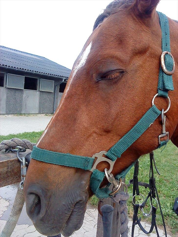 Anden særlig race                 Candy   HVR [Tidl. passer] billede 2