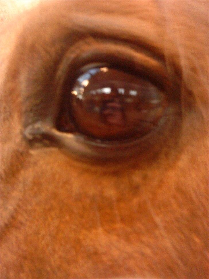 Anden særlig race                 Candy   HVR [Tidl. passer] billede 5