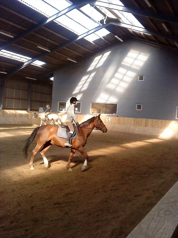 Anden særlig race                 Candy   HVR [Tidl. passer] billede 4