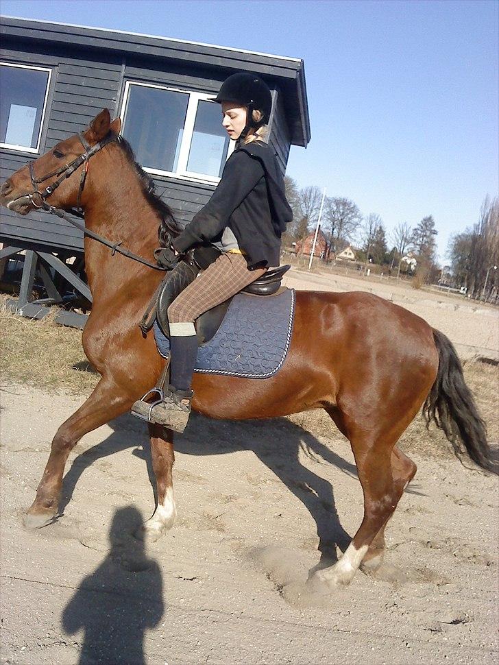 Anden særlig race                 Candy   HVR [Tidl. passer] billede 1