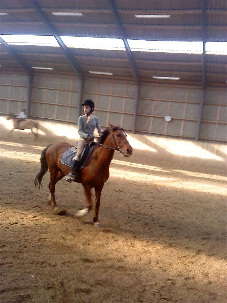 Anden særlig race                 Candy   HVR [Tidl. passer] billede 6