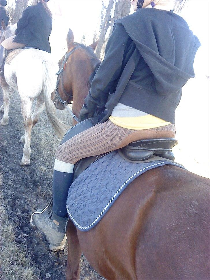 Anden særlig race                 Candy   HVR [Tidl. passer] billede 7