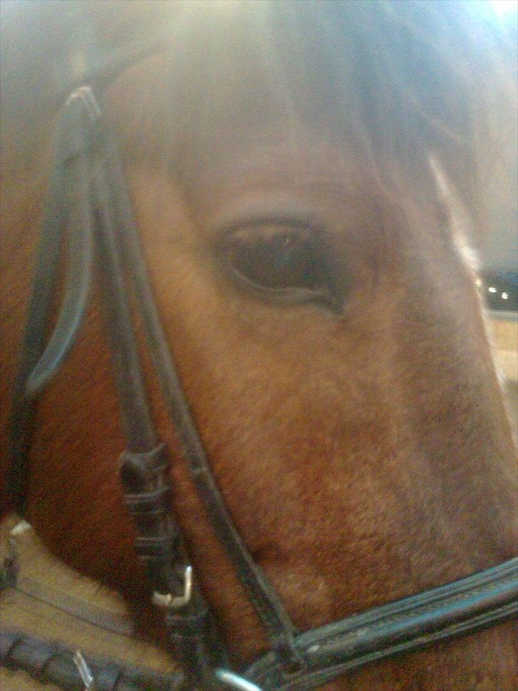 Anden særlig race                 Candy   HVR [Tidl. passer] billede 8