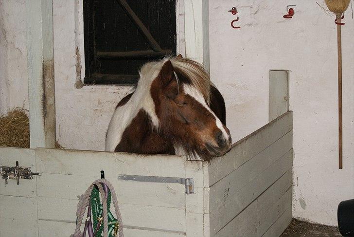 Shetlænder Sally billede 6
