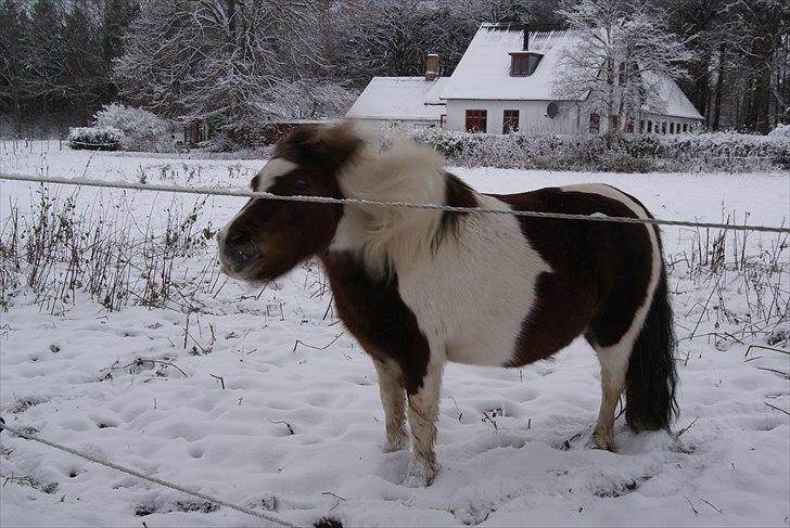 Shetlænder Sally billede 7