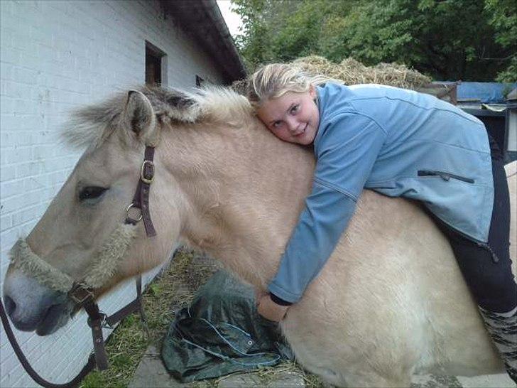 Fjordhest Freja (R.I.P) billede 12