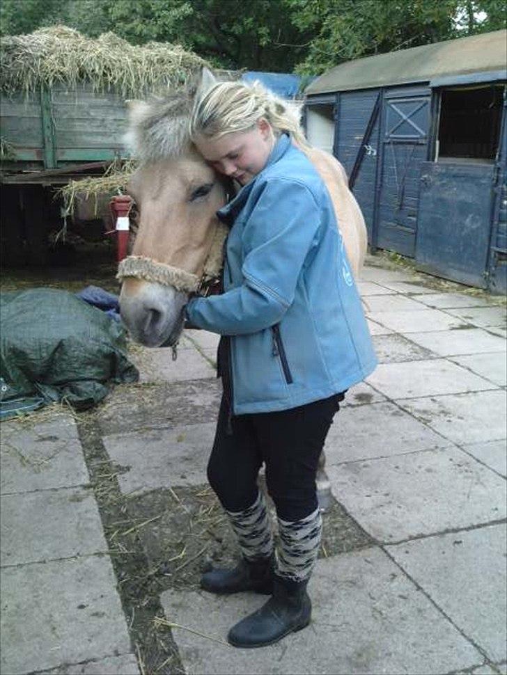 Fjordhest Freja (R.I.P) billede 14