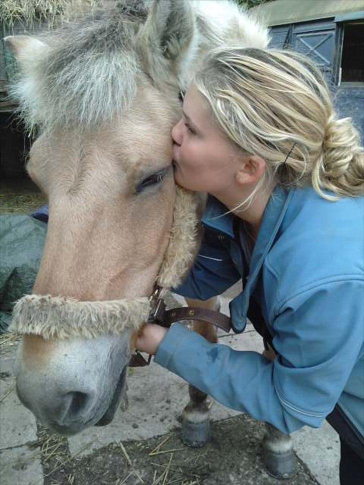 Fjordhest Freja (R.I.P) billede 15