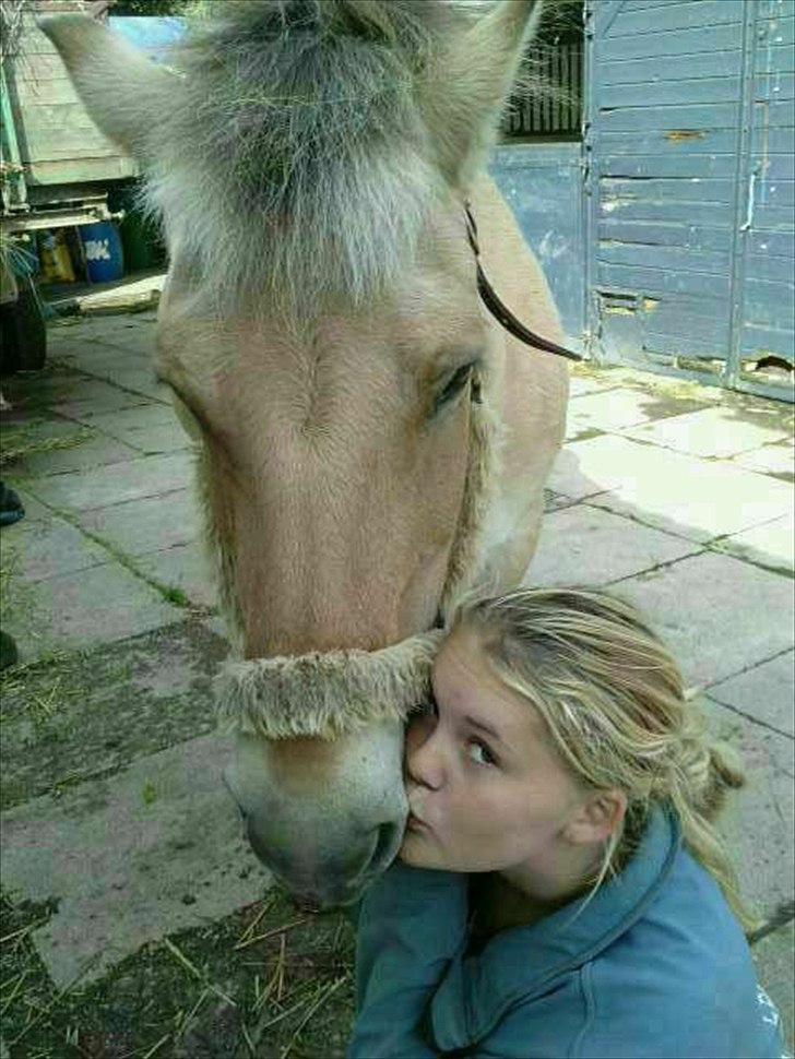 Fjordhest Freja (R.I.P) billede 16