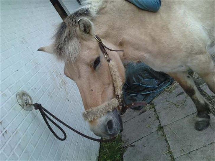 Fjordhest Freja (R.I.P) billede 17