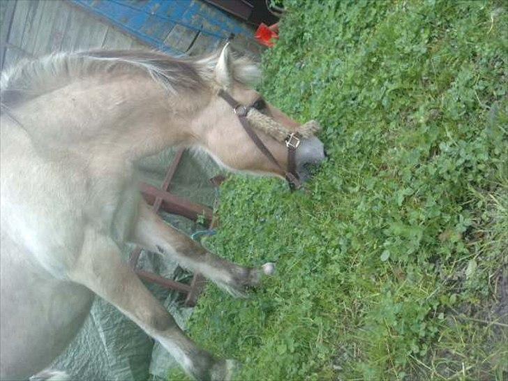 Fjordhest Freja (R.I.P) billede 18