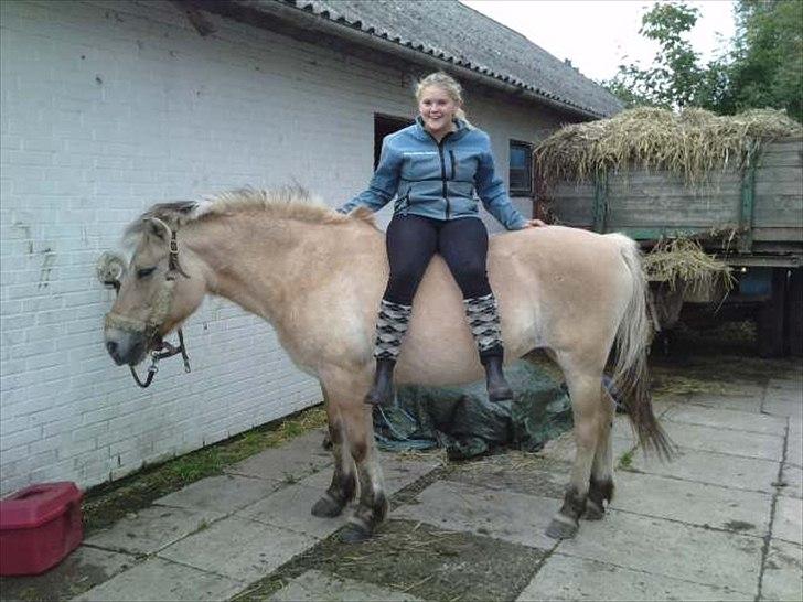 Fjordhest Freja (R.I.P) billede 19