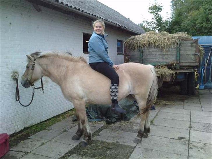 Fjordhest Freja (R.I.P) billede 20