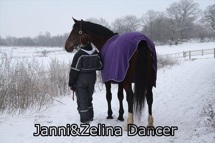 Dansk Varmblod Zelina Dancer RDS 411 MIN billede 10