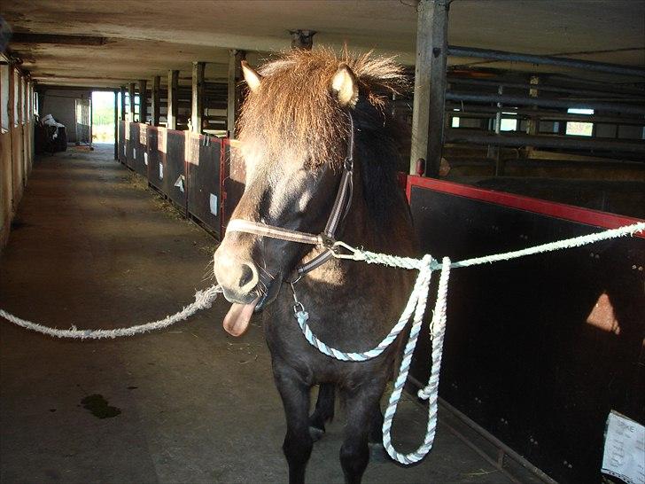 Islænder Óður fra Nautrup  [tidl.hest] - lidt træt tror jeg (: billede 12