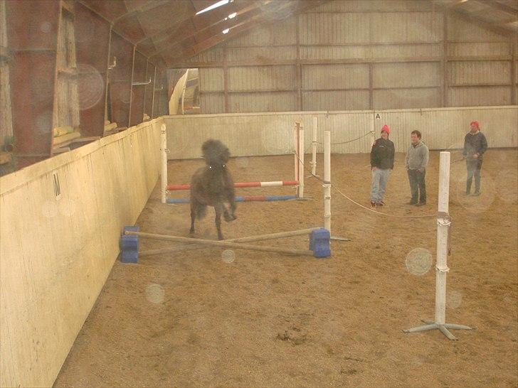 Islænder Óður fra Nautrup  [tidl.hest] - Løsspring, han elsker det (: billede 13