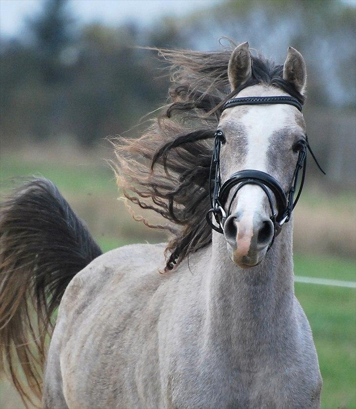 Sportsaraber (A) Fakhir E'jaaz SOLGT billede 17