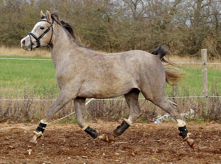 Sportsaraber (A) Fakhir E'jaaz SOLGT billede 18