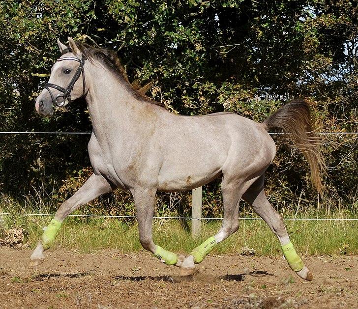 Sportsaraber (A) Fakhir E'jaaz SOLGT billede 19