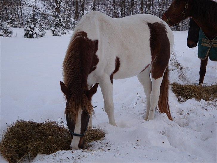 Pinto Kazella Nyberg - dec 2010 billede 17