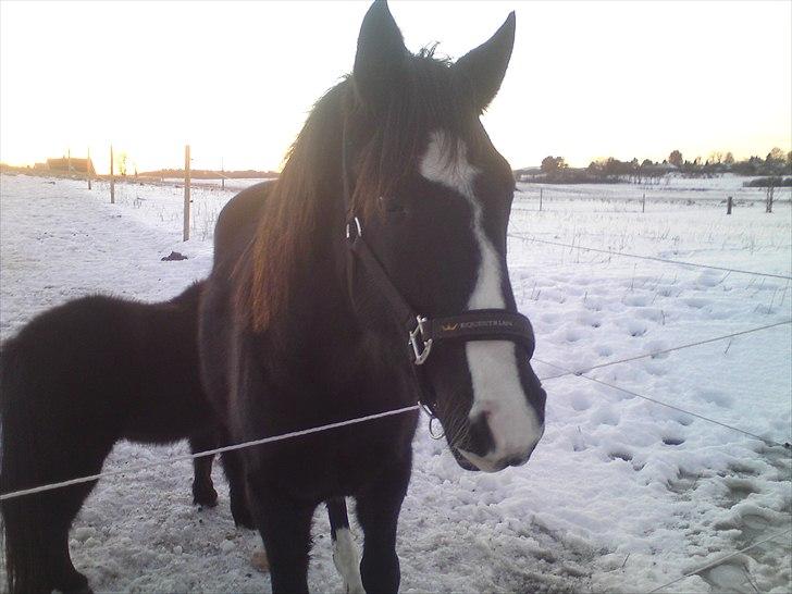 Anden særlig race Tayfun - Tayfun januar 2011 billede 15