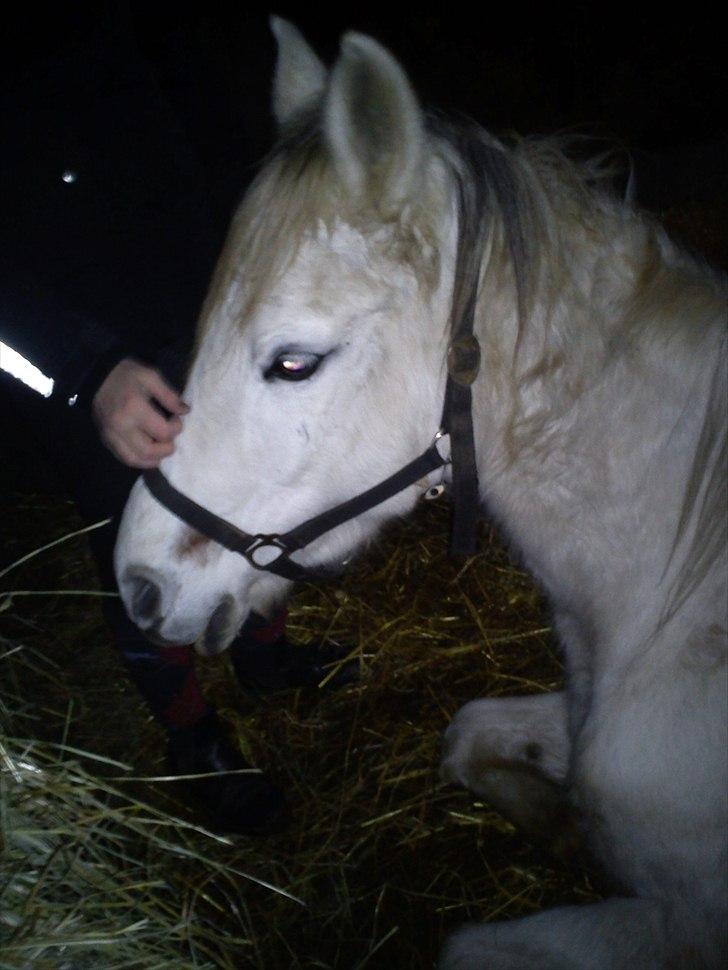 Anden særlig race Yasmin!<3  - Ligger ned i boksen :) (foto: Fennella) billede 12