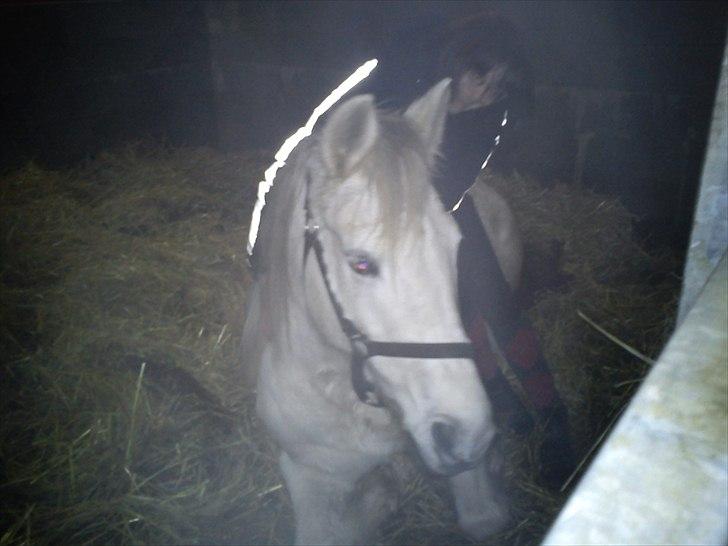 Anden særlig race Yasmin!<3  - Ligger ned i boksen, måtte sætte mig på hende :) (foto: Fennella) billede 13