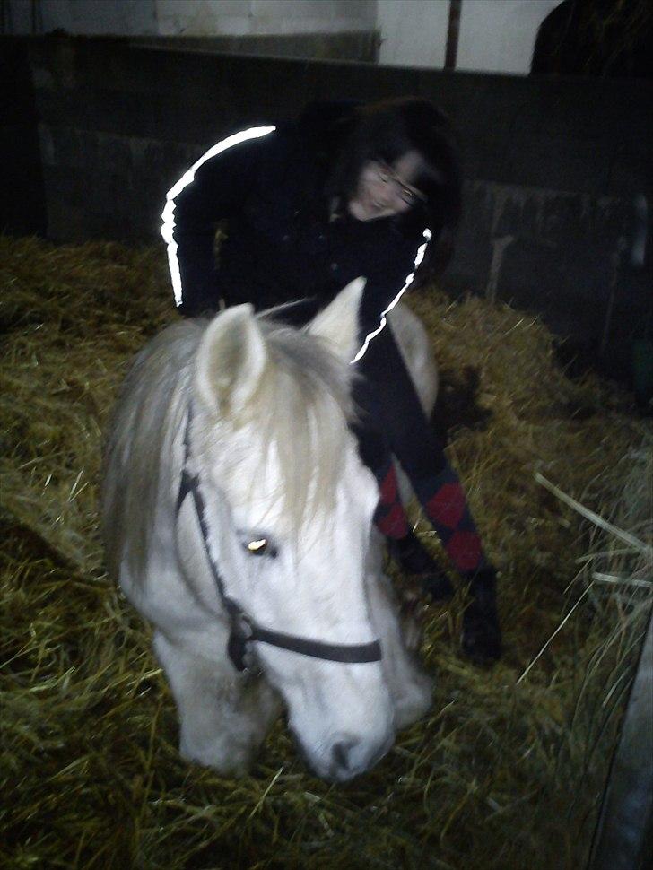 Anden særlig race Yasmin!<3  - Ligger ned i boksen, måtte sætte mig på hende :) (foto: Fennella) billede 14