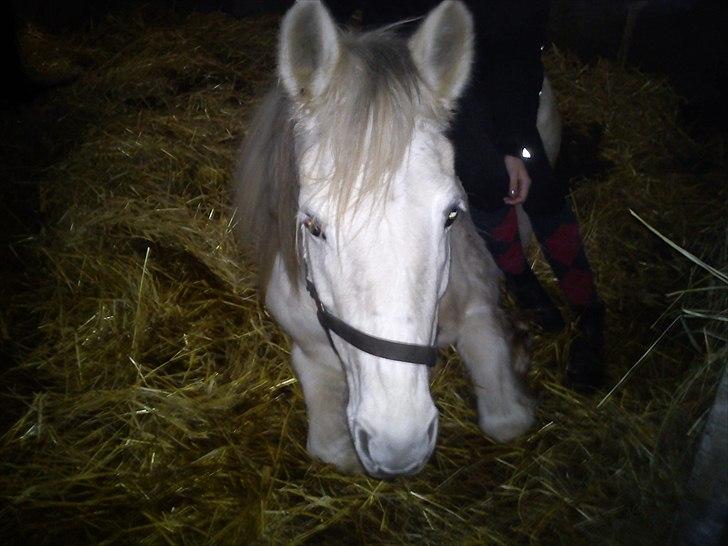 Anden særlig race Yasmin!<3  - Smukke Yasmin, der er lidt træt :) (foto: Fennella) billede 16