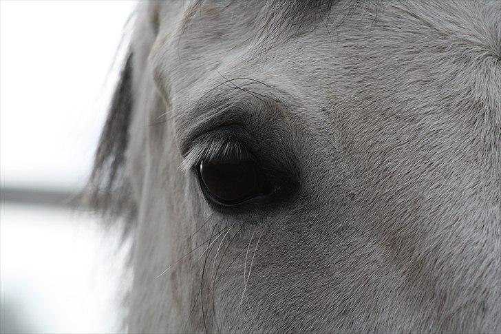 Trakehner Bint-Al-Hawa savnet!! - smukke :)  (Foto JEM)  billede 5
