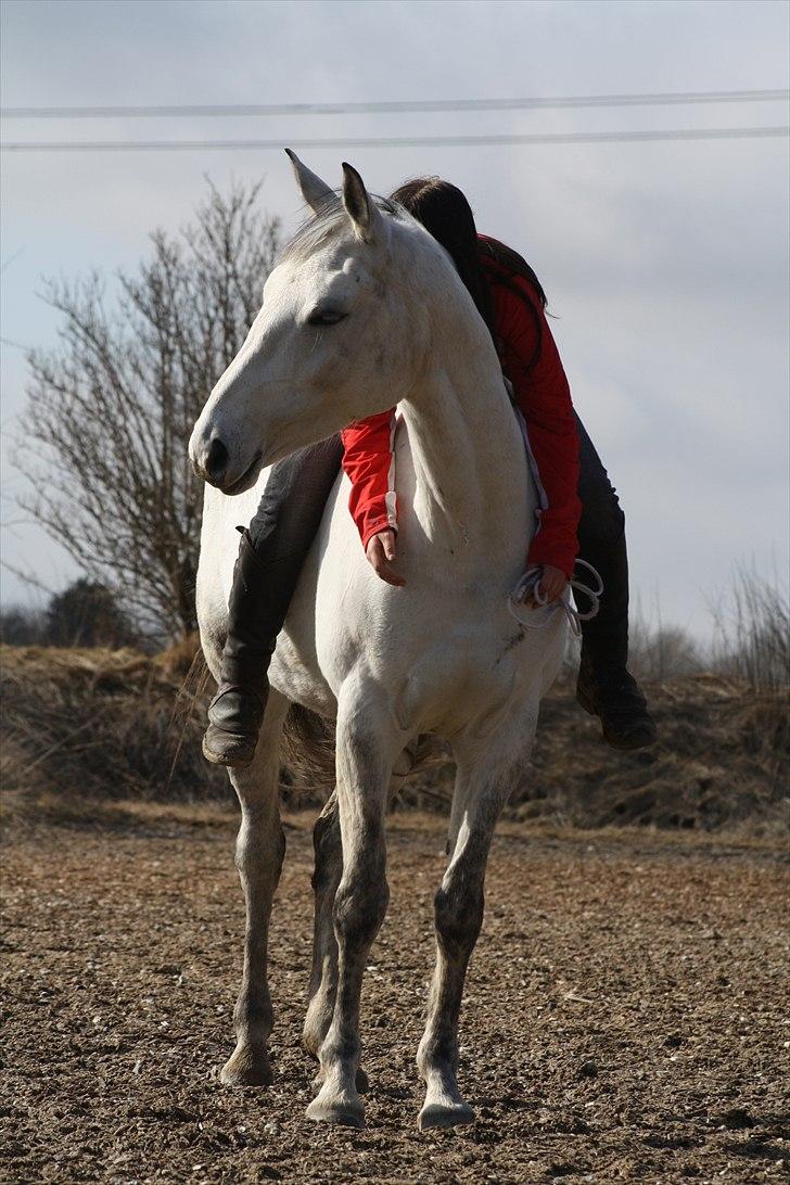 Trakehner Bint-Al-Hawa savnet!! - Zzz Zzz :D (Foto JEM)  billede 13