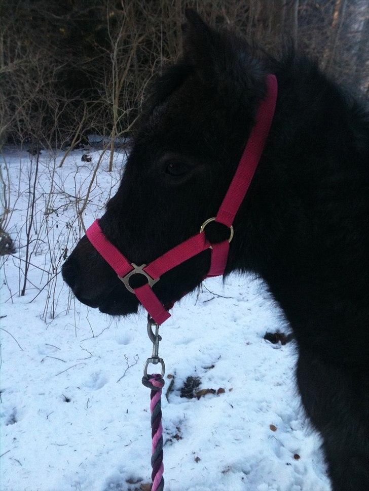 Welsh Mountain (sec A)  Cerét  - Nr 5 » you are the closest to heaven that i´ll ever be <3 billede 11