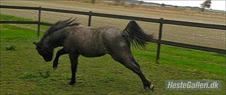 Welsh Mountain (sec A)  Cerét  - Nr 6  My only wish is to make you happy billede 5