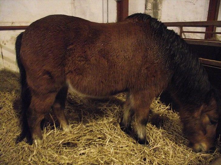 DSP Bæklunds Maxi  billede 9