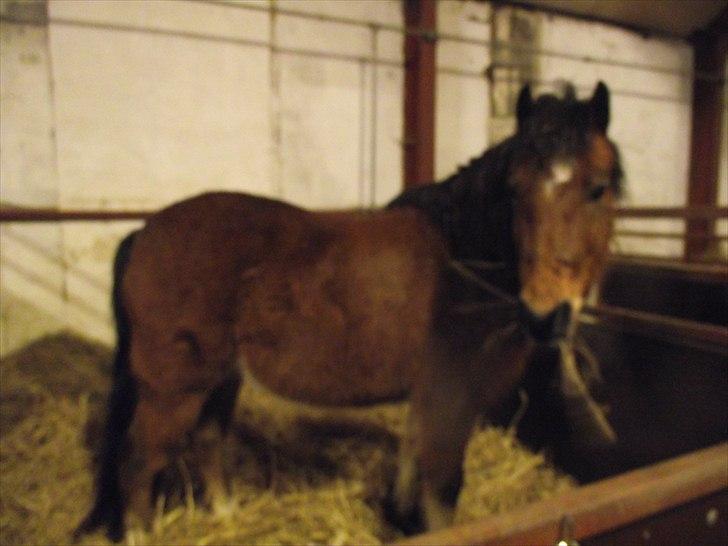 DSP Bæklunds Maxi  billede 10