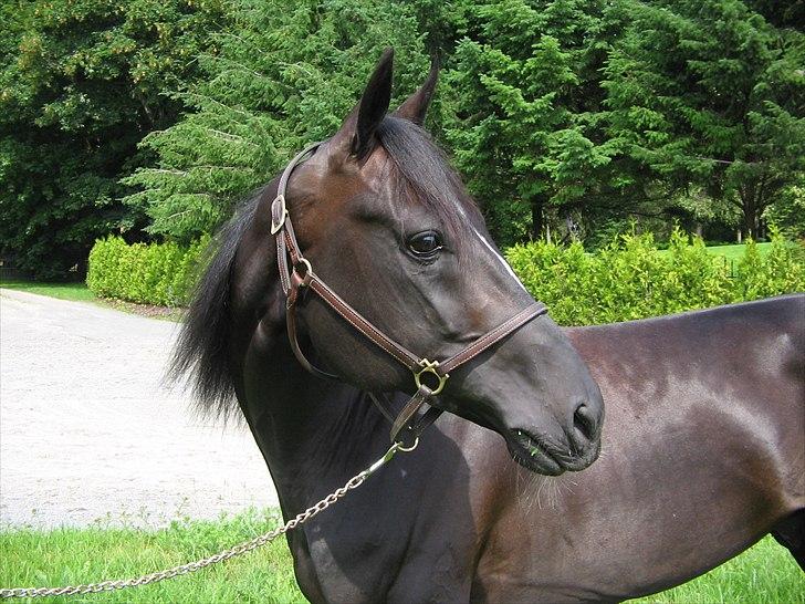 Traver Flamboyant (død) billede 2