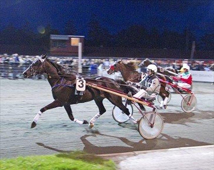 Traver Flamboyant (død) - Flambe vinder golden legaue 2010 billede 3