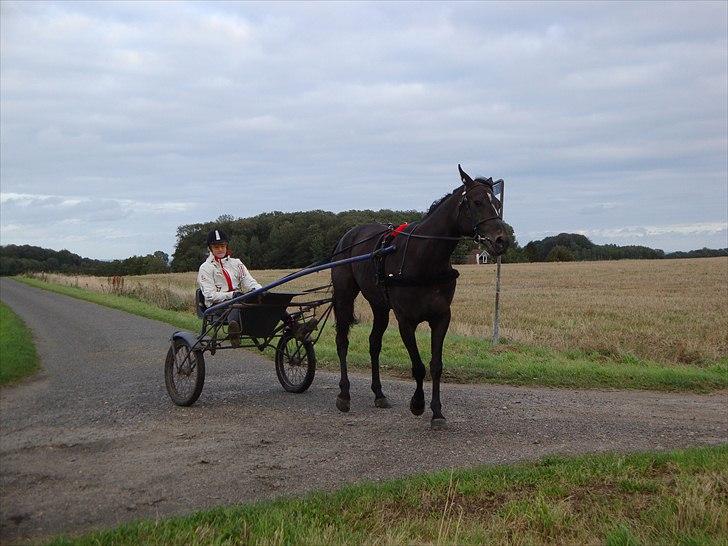 Traver Flamboyant (død) - Flambe ude og træner med laura. hendes første tur bag travhest billede 6