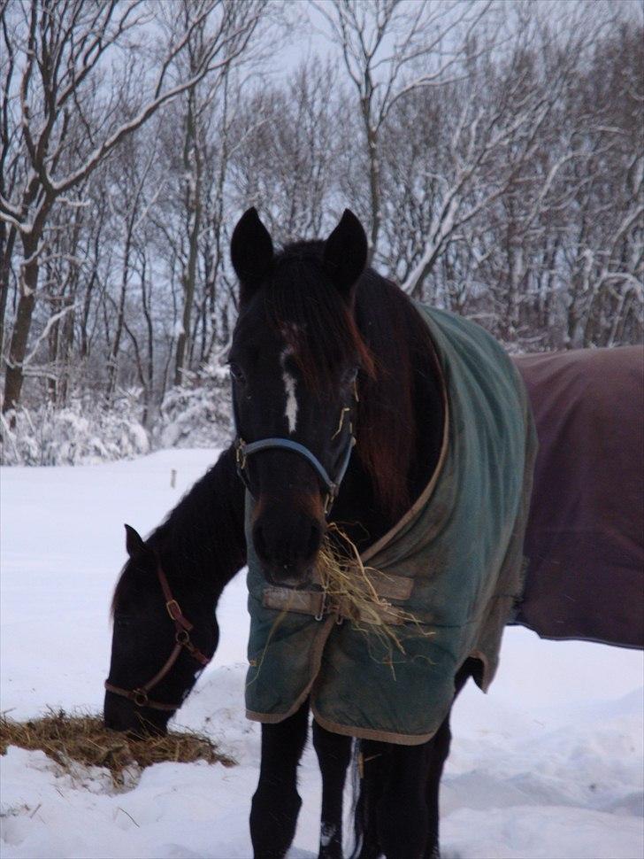 Traver Flamboyant (død) billede 7
