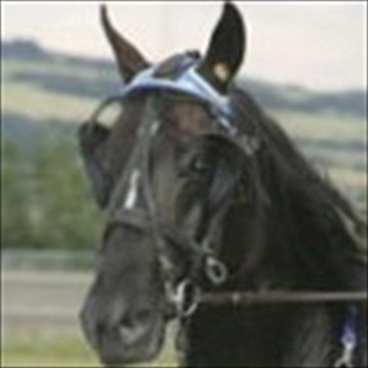 Traver Flamboyant (død) billede 8