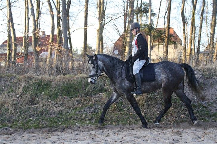 Anden særlig race Santos - solgt - 16. d. 22 marts 2011 - genoptræning billede 16