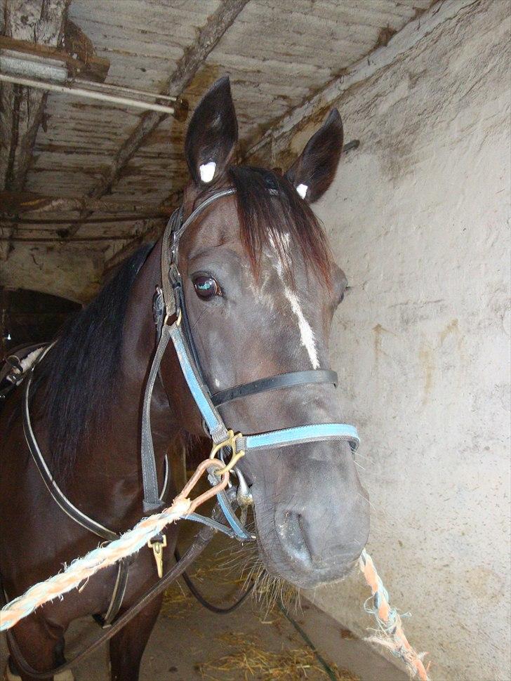 Traver Flamboyant (død) billede 9