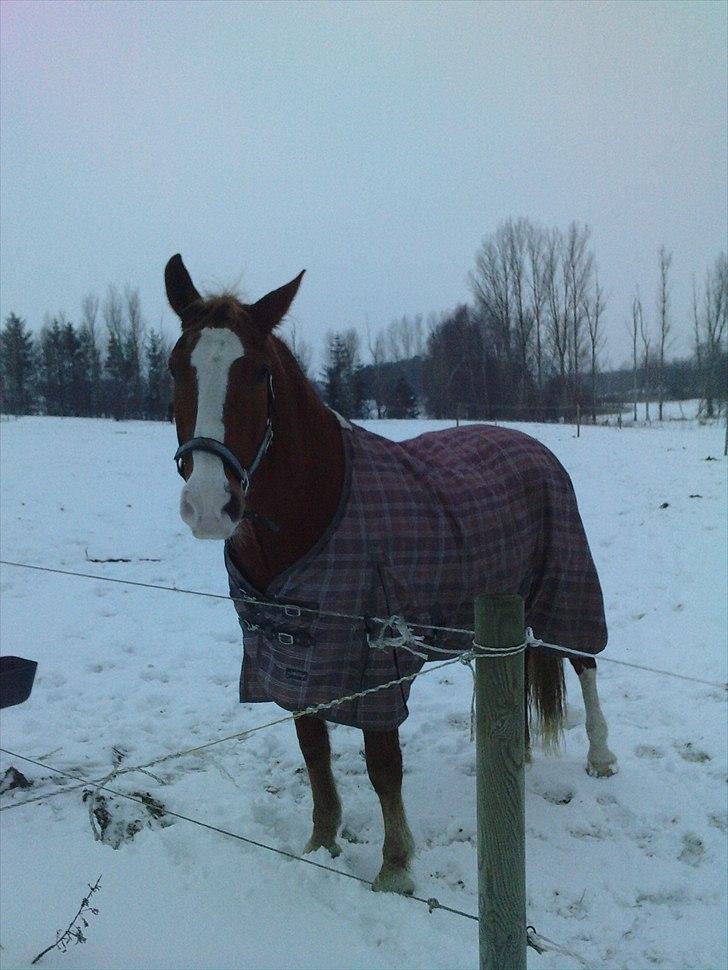 Frederiksborg Ricko Nydal  billede 1