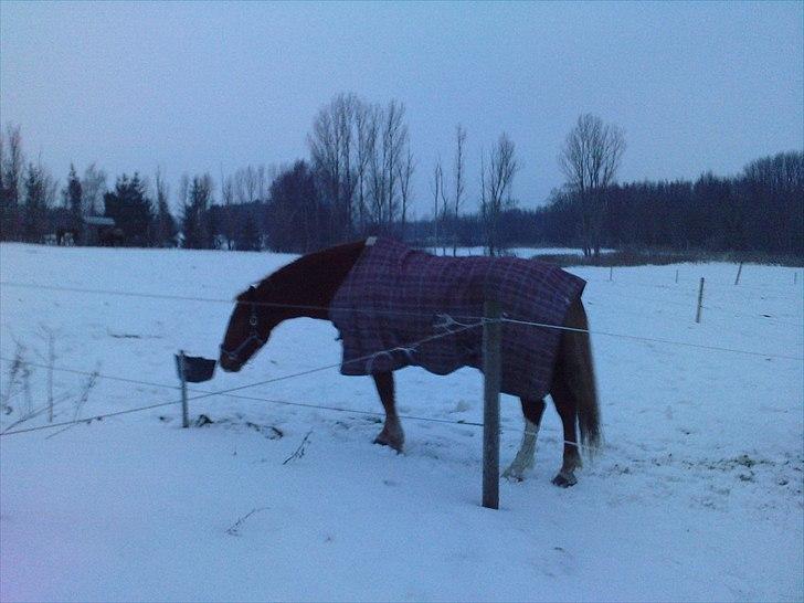 Frederiksborg Ricko Nydal  billede 2
