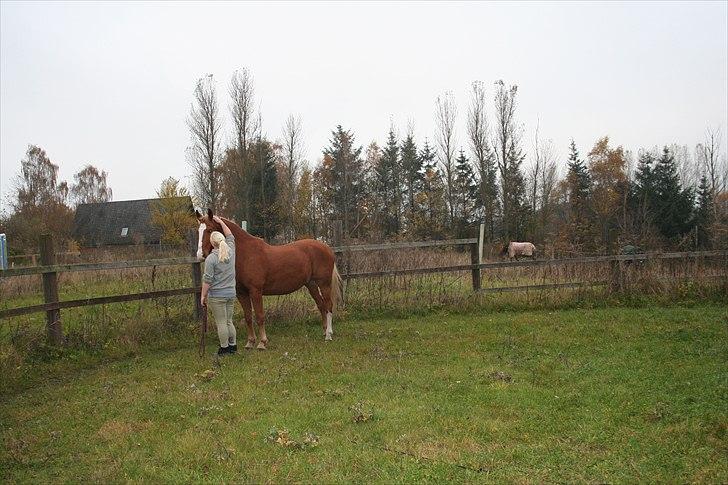 Frederiksborg Ricko Nydal  billede 3