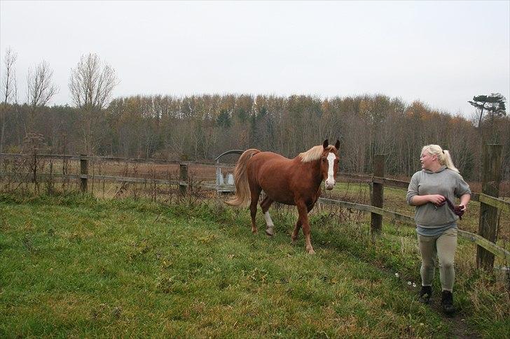 Frederiksborg Ricko Nydal  billede 4